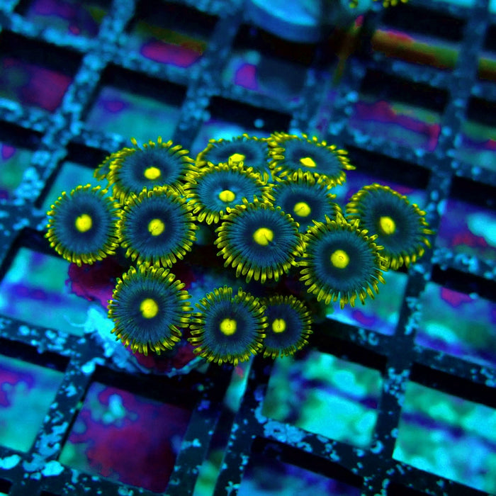 Ultra Zoas Frag