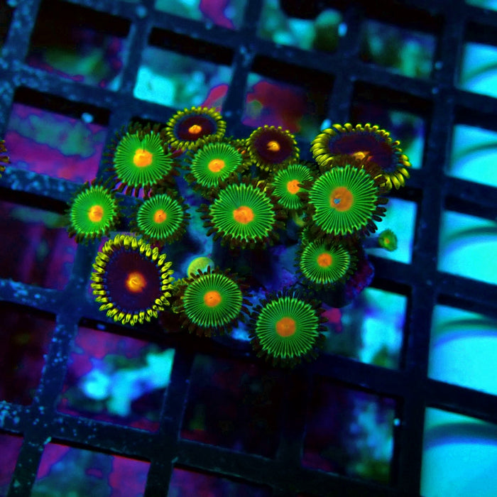 Ultra Zoas Frag