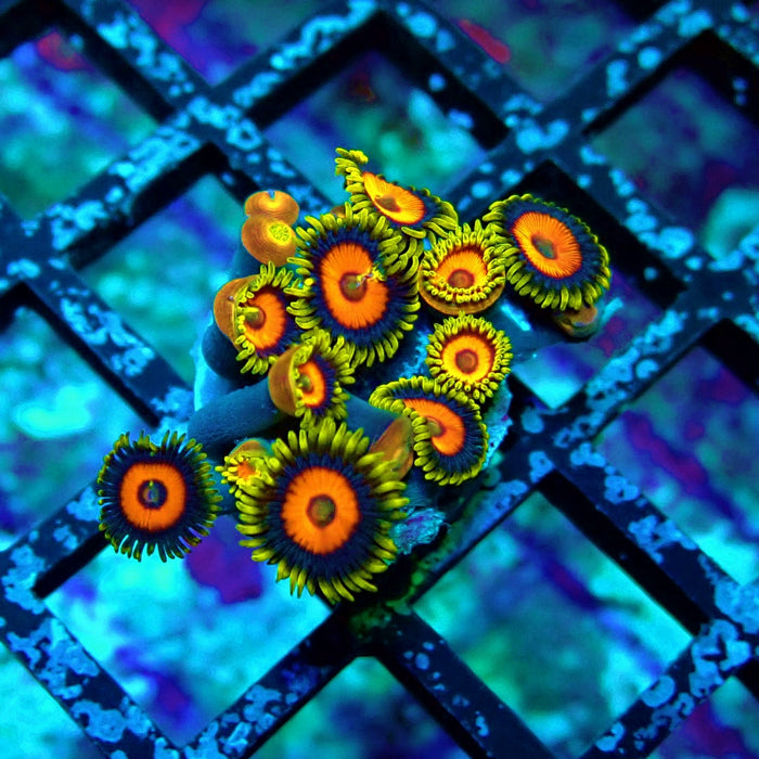 Ultra Zoas Frag