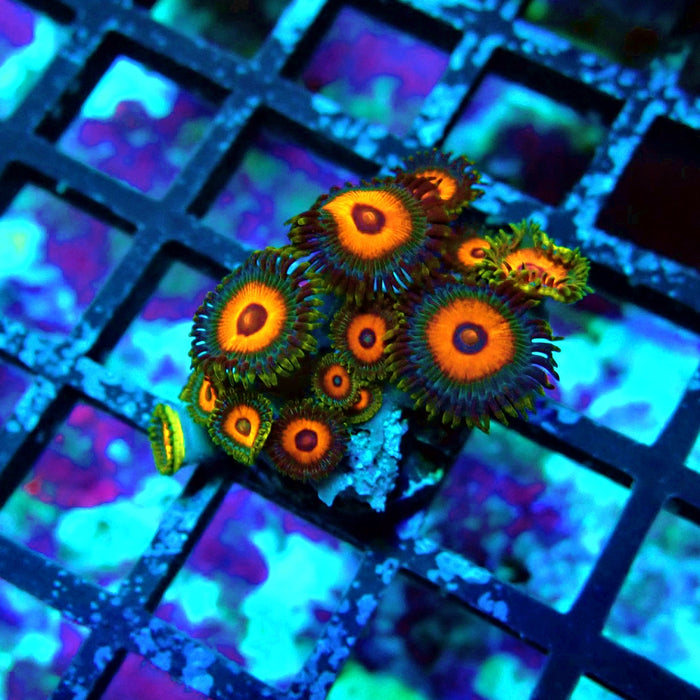 Ultra Zoas Frag