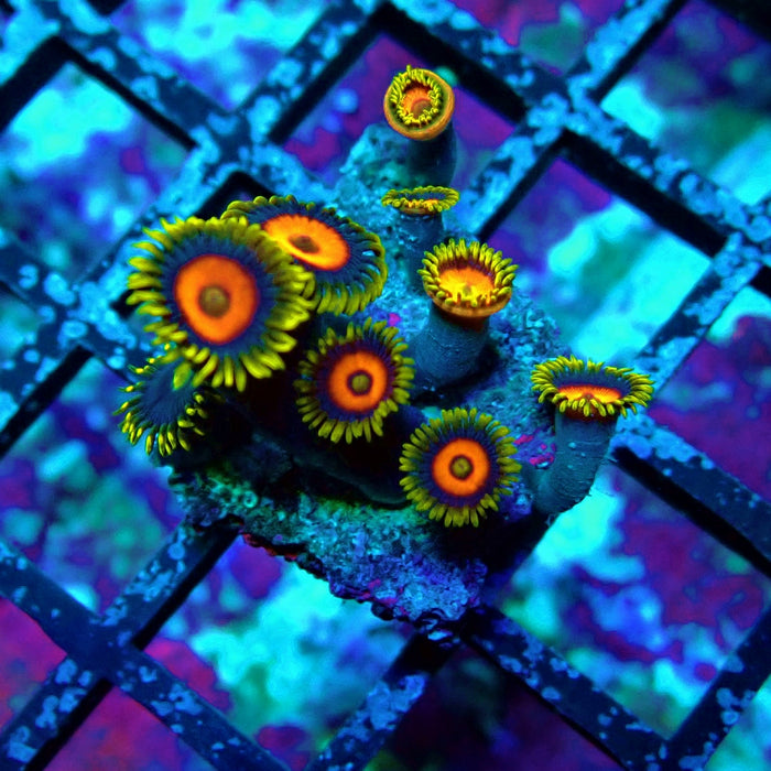Ultra Zoas Frag