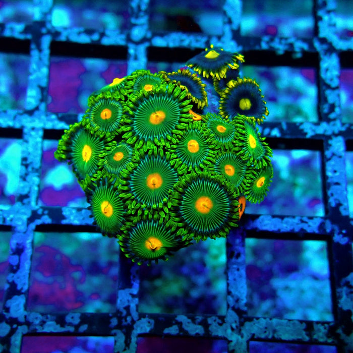 Ultra Zoas Frag