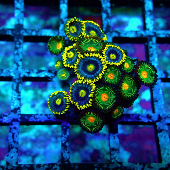 Ultra Zoas Frag