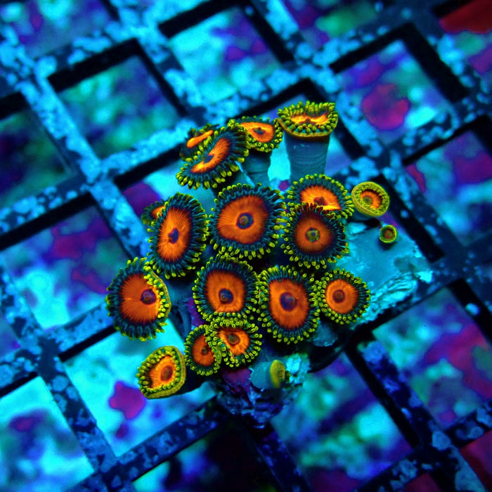 Ultra Zoas Frag
