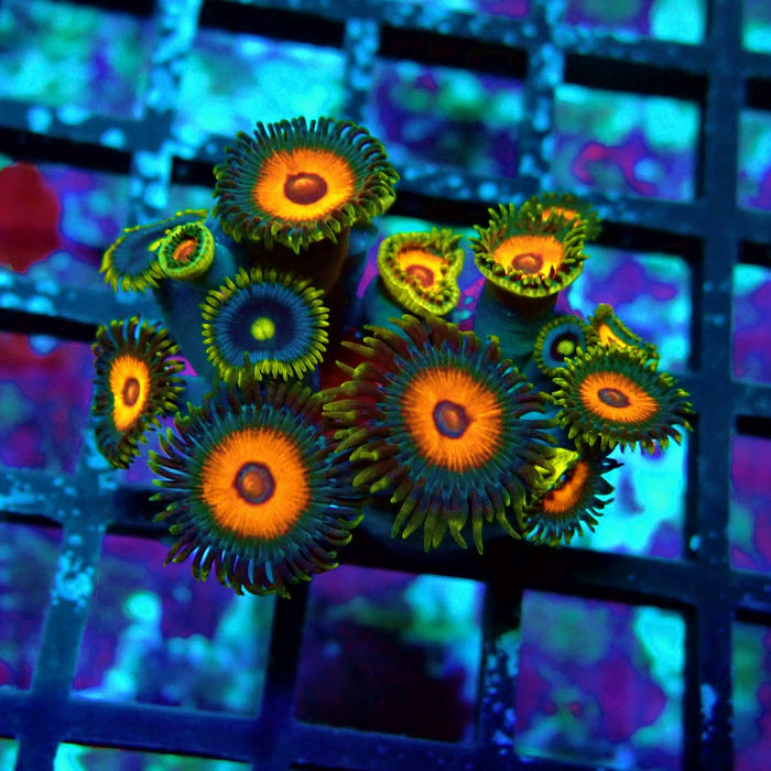 Ultra Zoas Frag