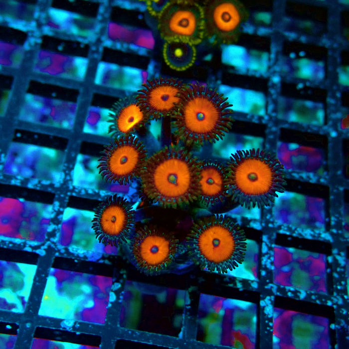 Ultra Zoas Frag