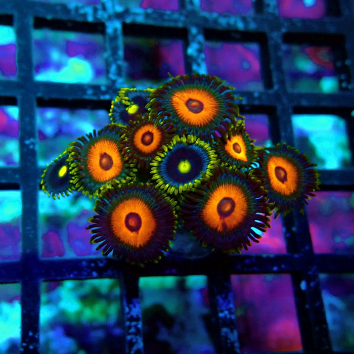 Ultra Zoas Frag