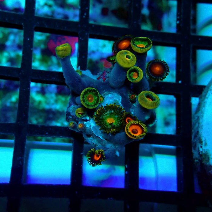 Ultra Zoas Frag
