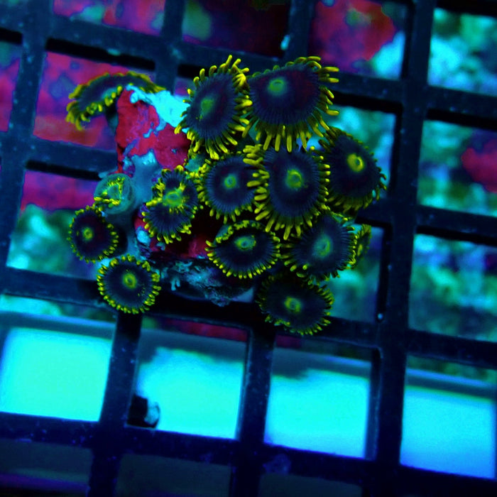 Ultra Zoas Frag