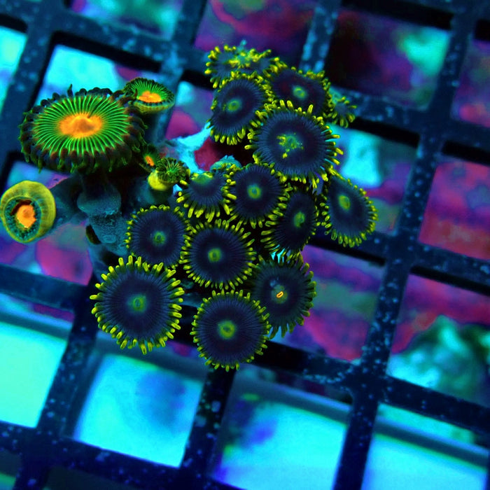 Ultra Zoas Frag