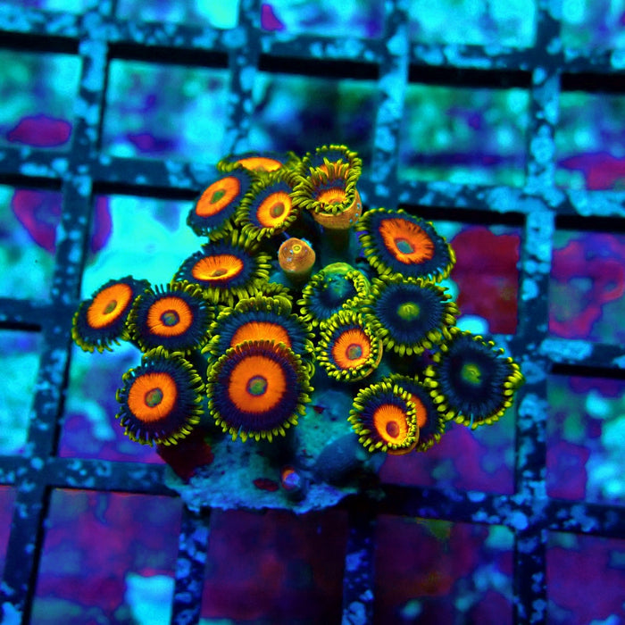 Ultra Zoas Frag