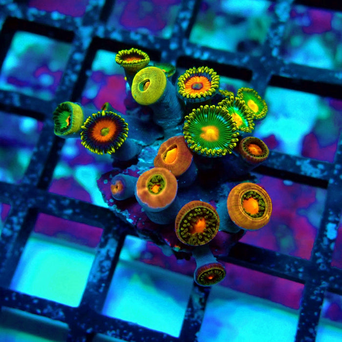 Ultra Zoas Frag