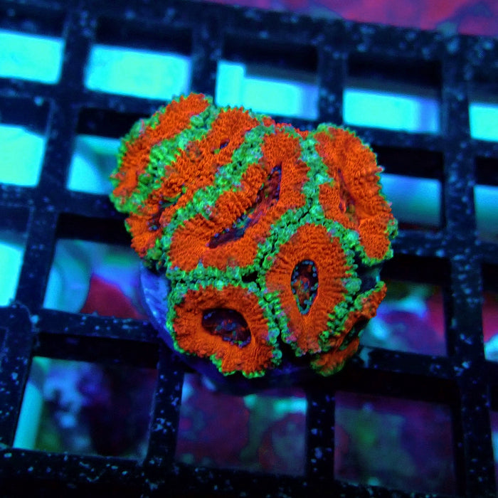 Acan Lord Coral Frag (15)