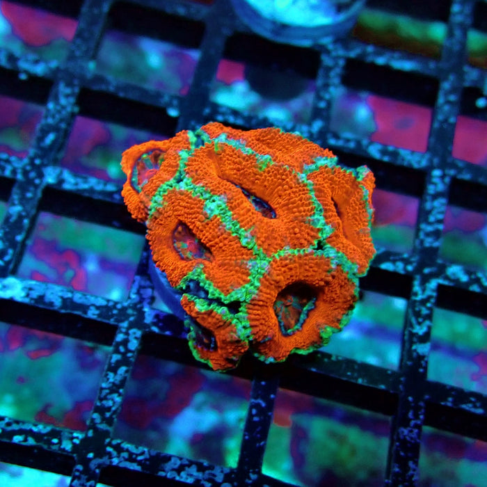 Acan Lord Coral Frag (15)