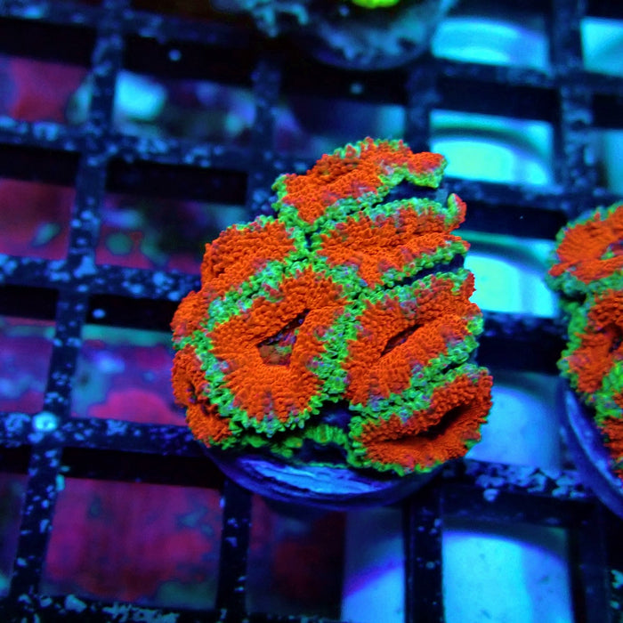 Acan Lord Coral Frag (15)
