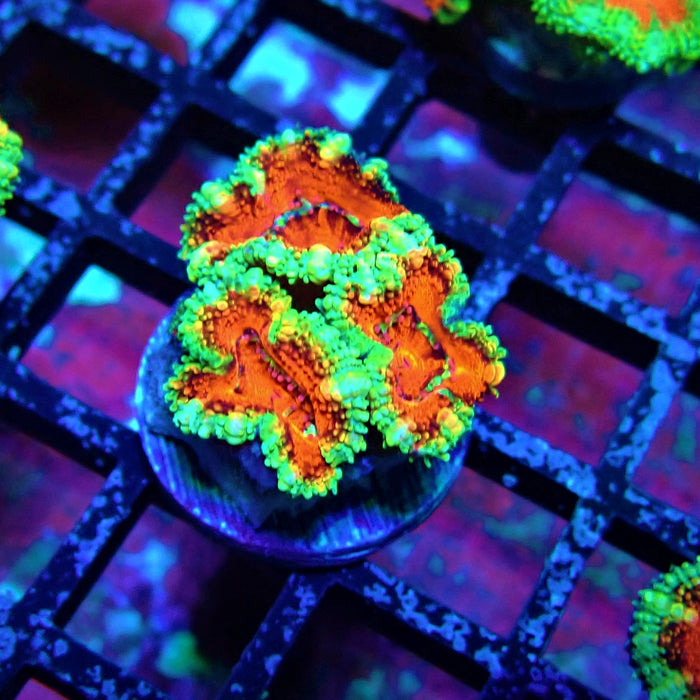 Acan Lord Coral Frag Ultra (23)