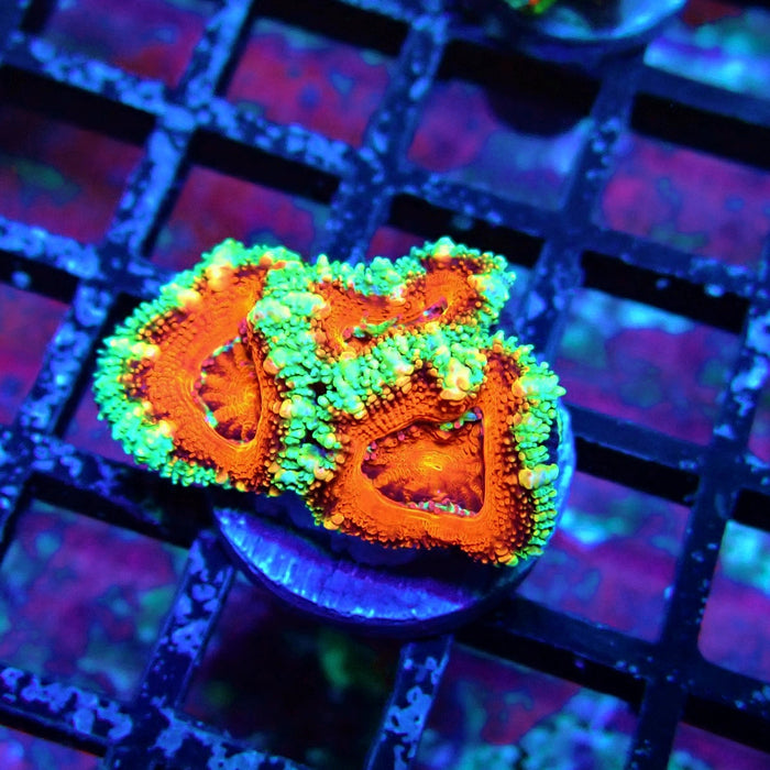Acan Lord Coral Frag Ultra (23)