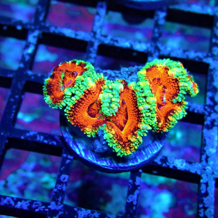 Acan Lord Coral Frag Ultra (23)