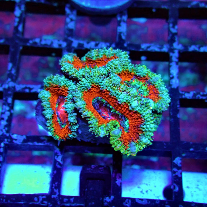 Acan Lord Coral Frag (18)