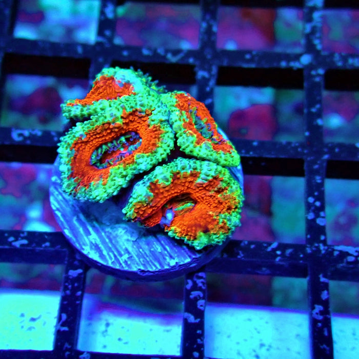 Acan Lord Coral Frag (18)