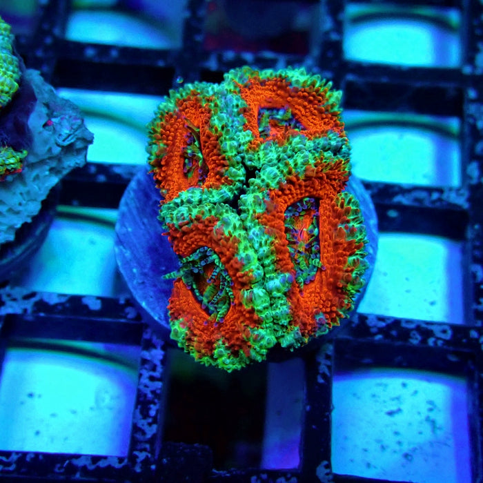 Acan Lord Coral Frag (18)