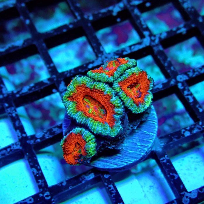 Acan Lord Coral Frag (18)