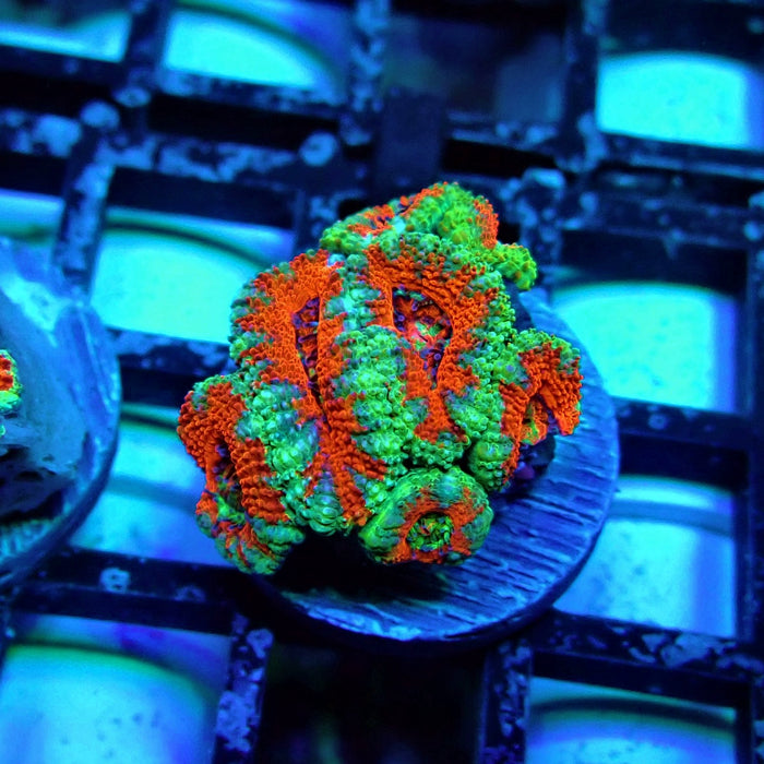 Acan Lord Coral Frag (17)