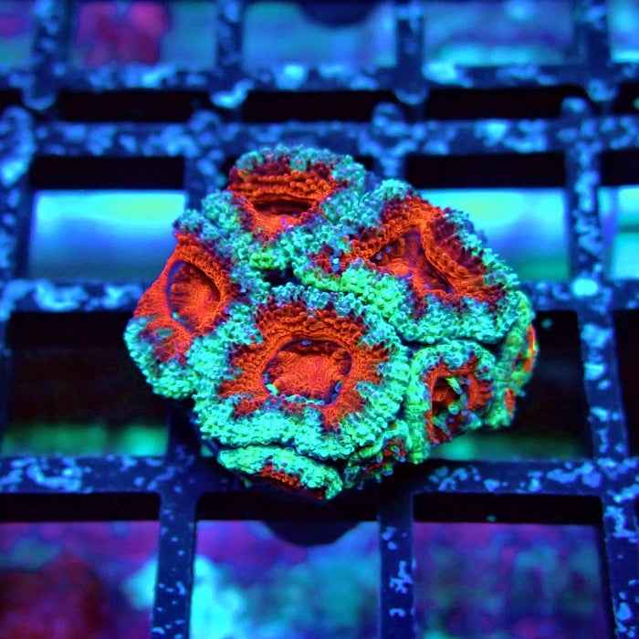 Acan Lord Coral Frag (1)