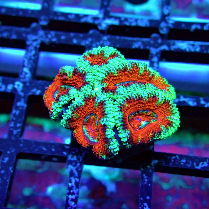 Acan Lord Coral Frag (1)