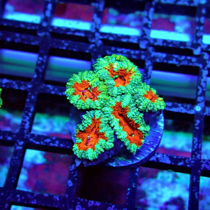 Acan Lord Coral Frag (16)