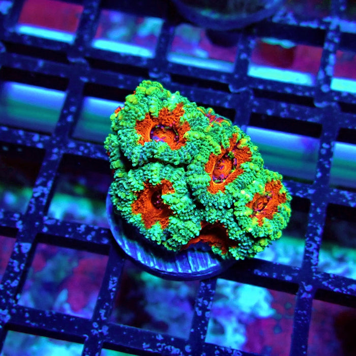 Acan Lord Coral Frag (16)