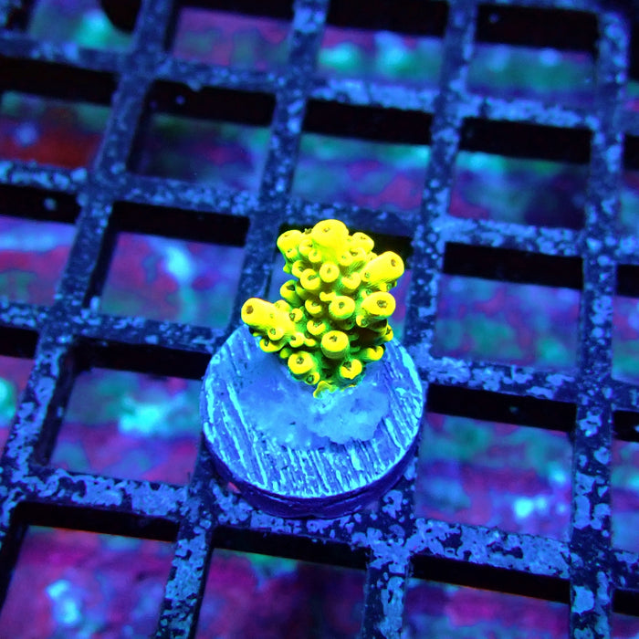 Yellow-Green Microclados Acro