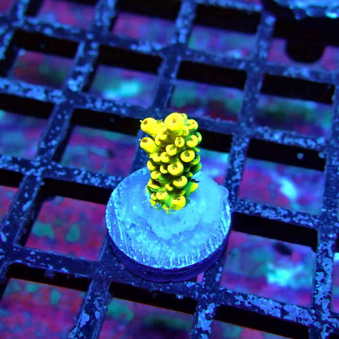 Yellow-Green Microclados Acro