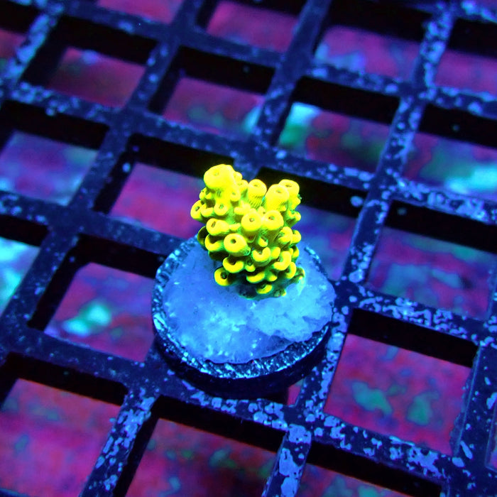Yellow-Green Microclados Acro