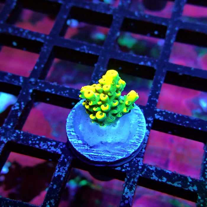 Yellow-Green Microclados Acro
