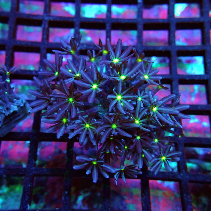 Clove Polyps Coral