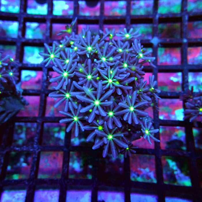 Clove Polyps Coral