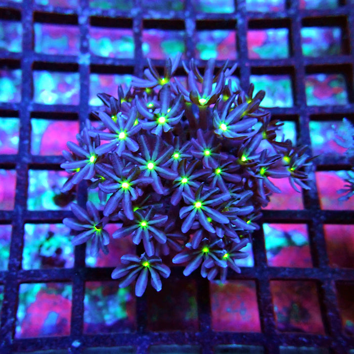 Clove Polyps Coral