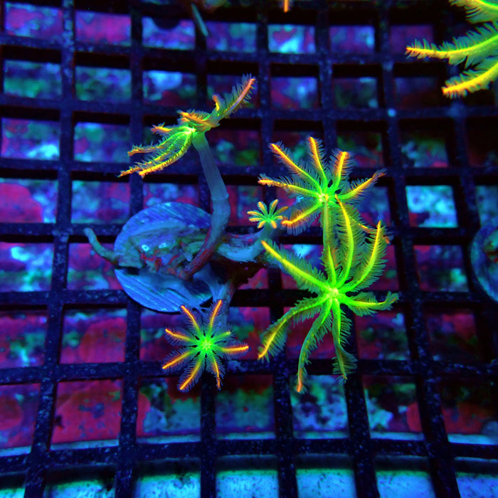 Clove Polyps Rainbow Premium