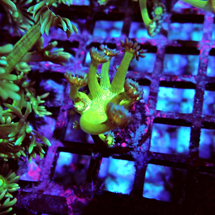 Goniopora Fake Glitter Contrast Long Polyps