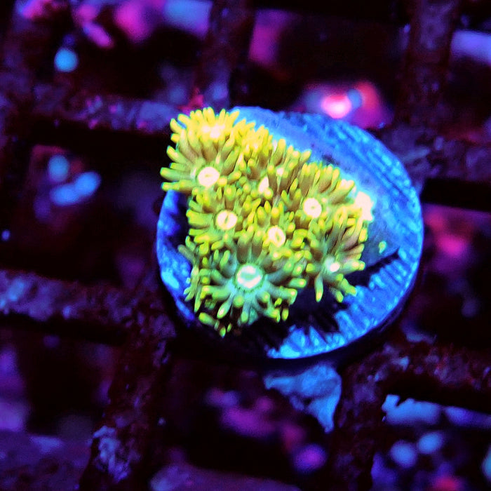 Multicolor Goniopora Frag (10)