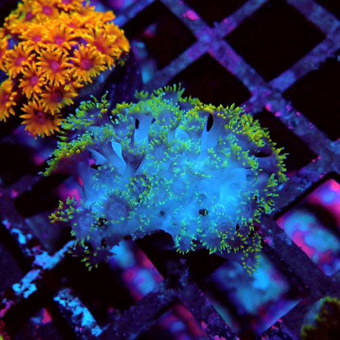 Goniopora Multicolor Ultra