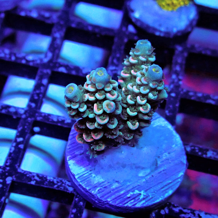 Tricolor Tenuis Acro