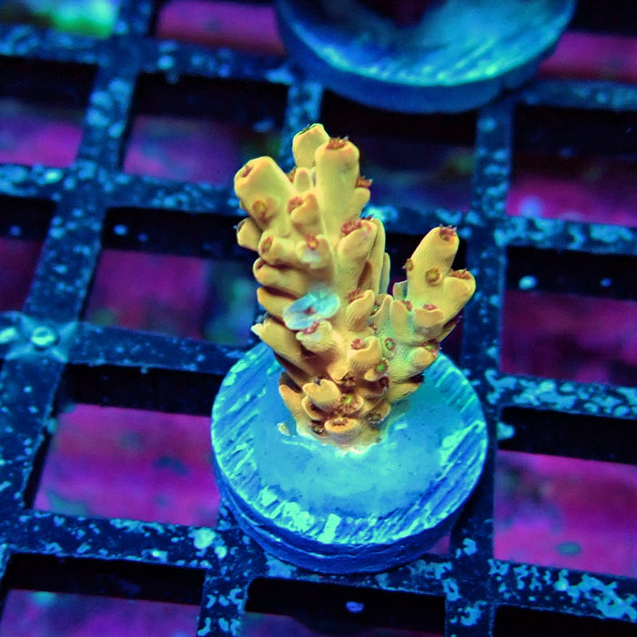 Orange Microclados Acro