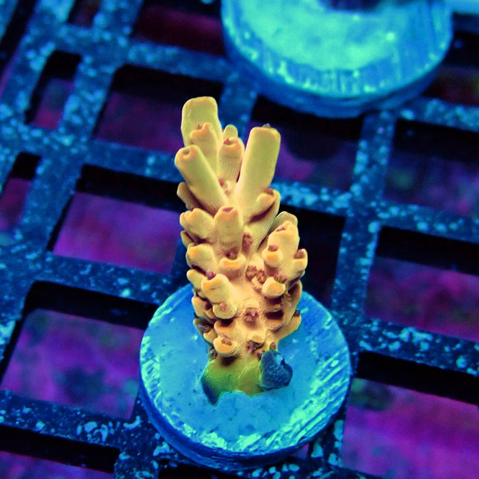 Orange Microclados Acro