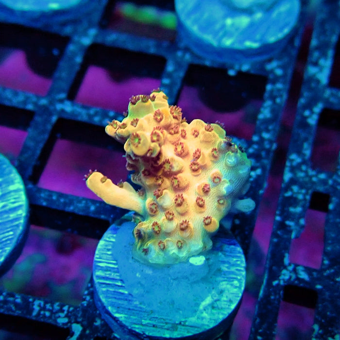 Orange Microclados Acro