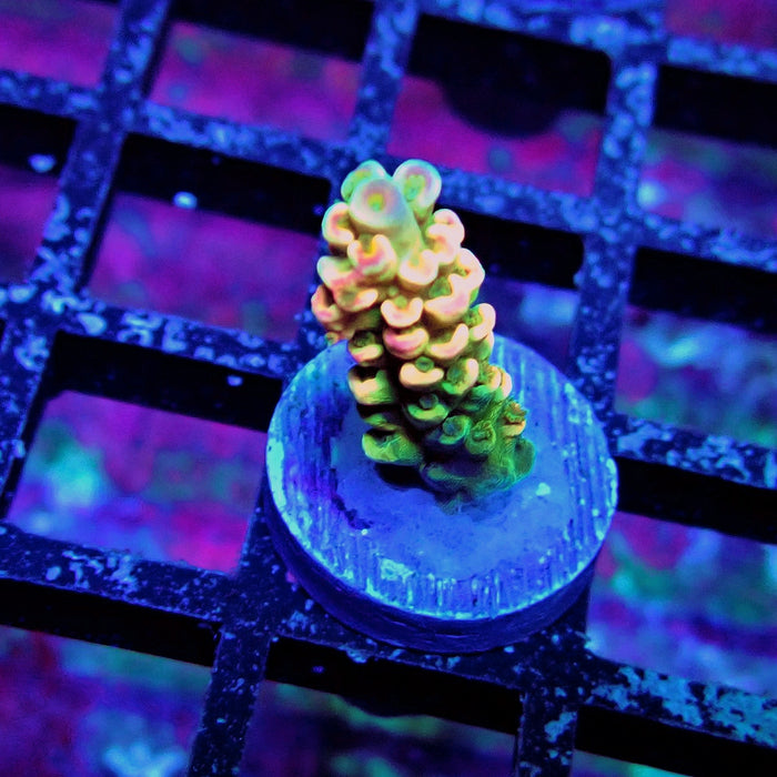Crazy Bright Tenuis Acro