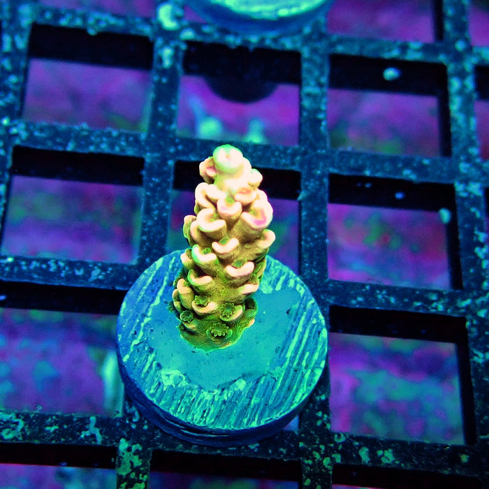 Crazy Bright Tenuis Acro