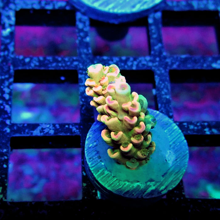 Crazy Bright Tenuis Acro