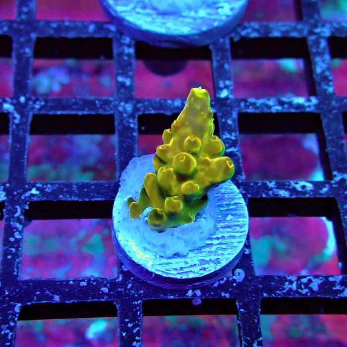 Golden Phoenix Acro